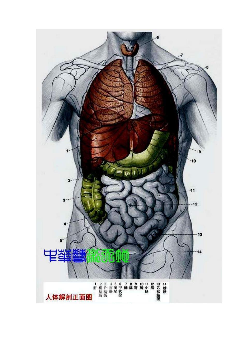 人体内脏结构(医学谱)_第2页