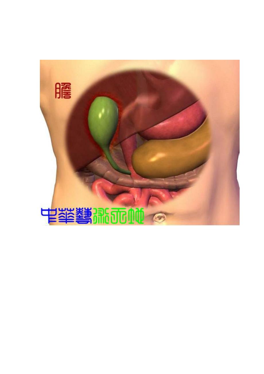 人体内脏结构(医学谱)_第3页