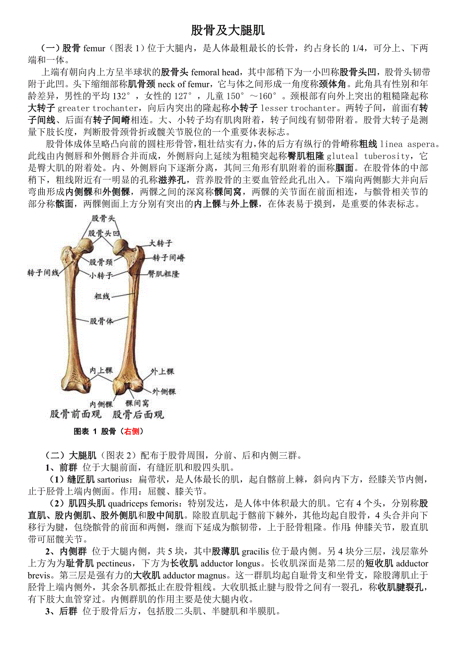 股骨及大腿肌群_第1页