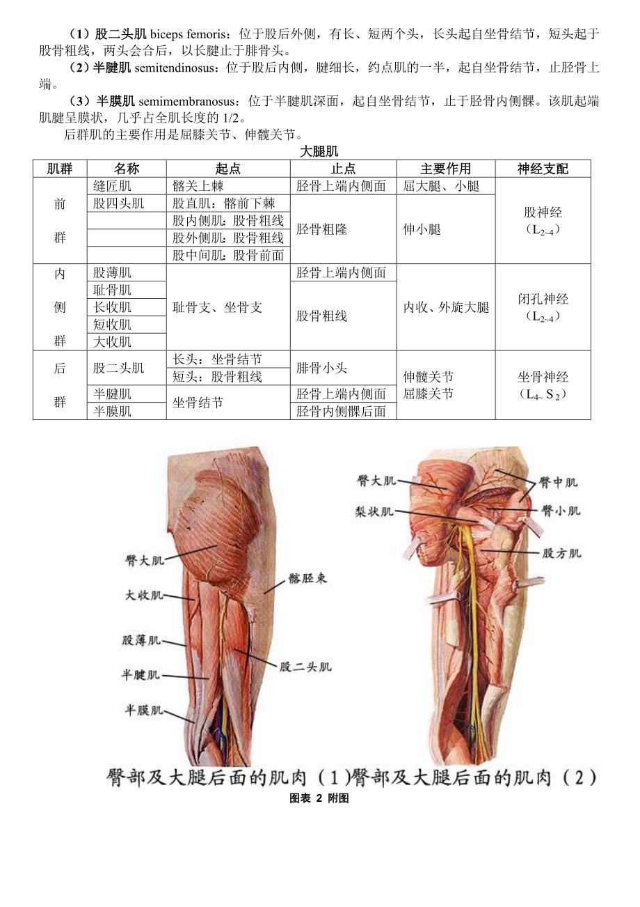 股骨及大腿肌群_第2页