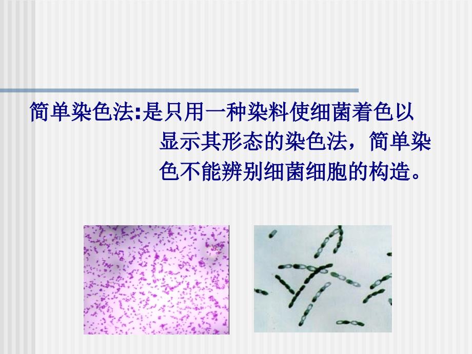 实验二  显微镜油镜的使用及细菌的简单染色法1_第4页