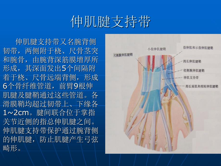 手部伸肌腱的解剖应用伸肌腱的分区_第4页