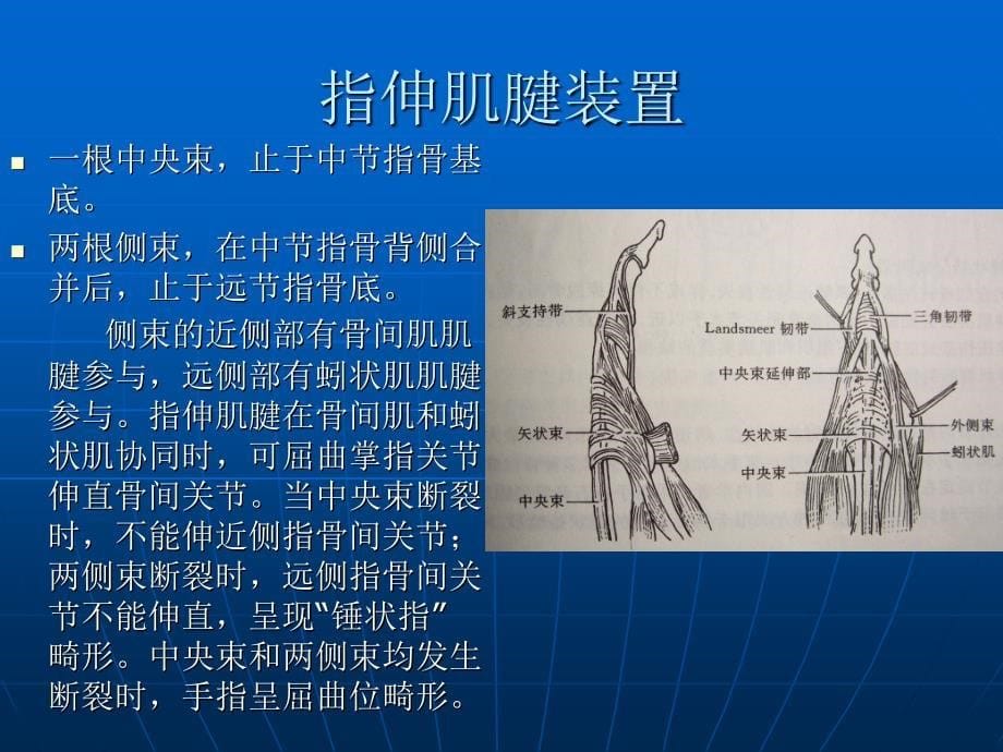 手部伸肌腱的解剖应用伸肌腱的分区_第5页