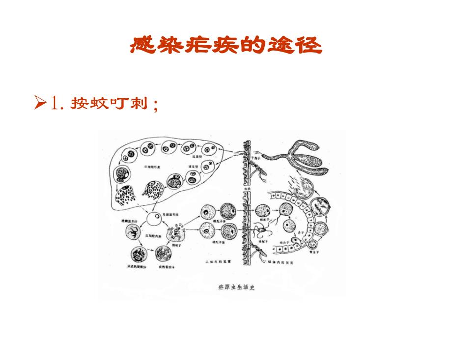 疟疾诊断和治疗_第3页