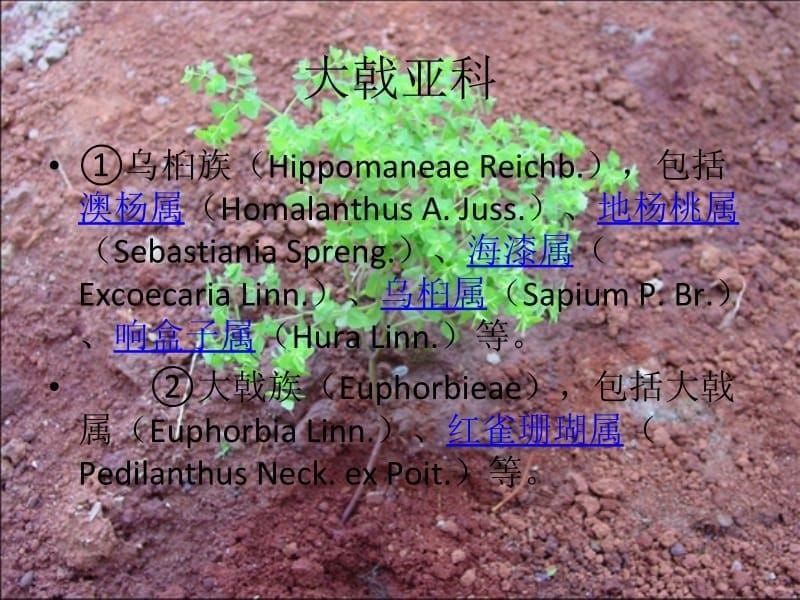 植物学物种分类_第5页