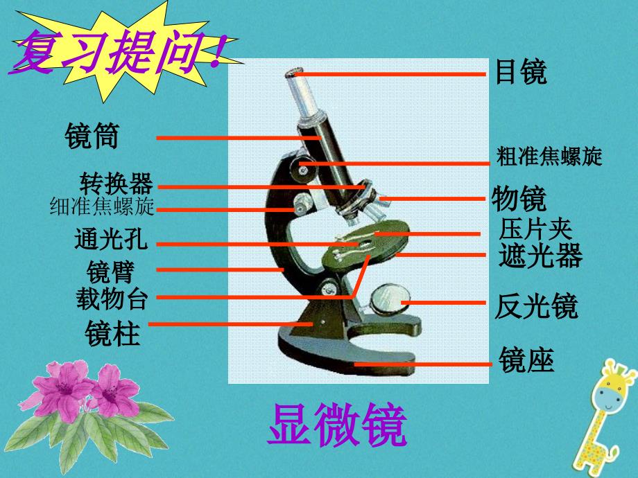 七年级生物上册3.1植物细胞的结构与功能课件（新版）苏教版_第1页