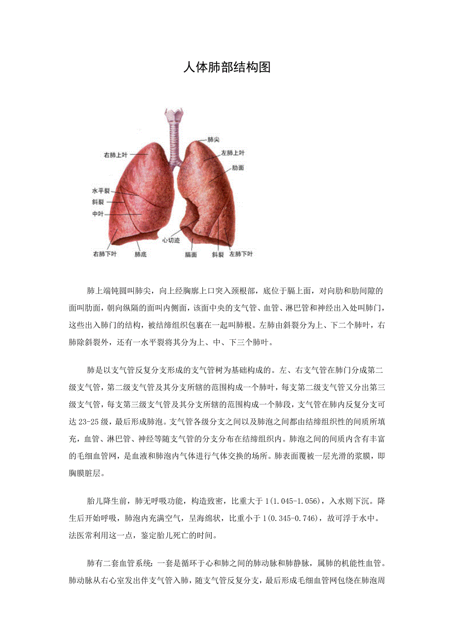 人体肺部结构图_第1页