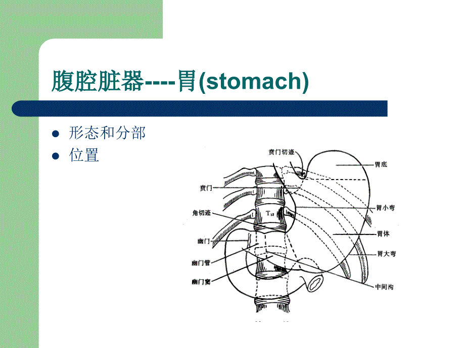 局部解剖学--腹腔脏器_第2页