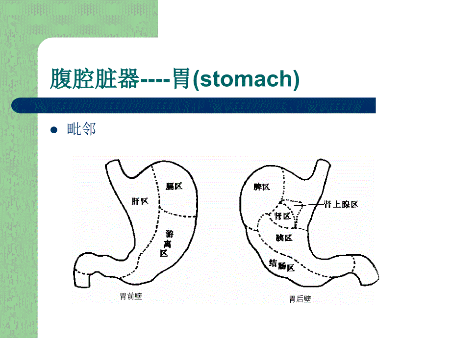 局部解剖学--腹腔脏器_第3页