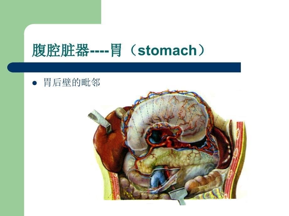 局部解剖学--腹腔脏器_第5页