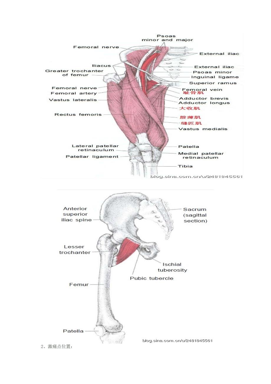 激痛点和肌肉疼痛自我按摩治疗(30)------大腿内侧痛_第2页