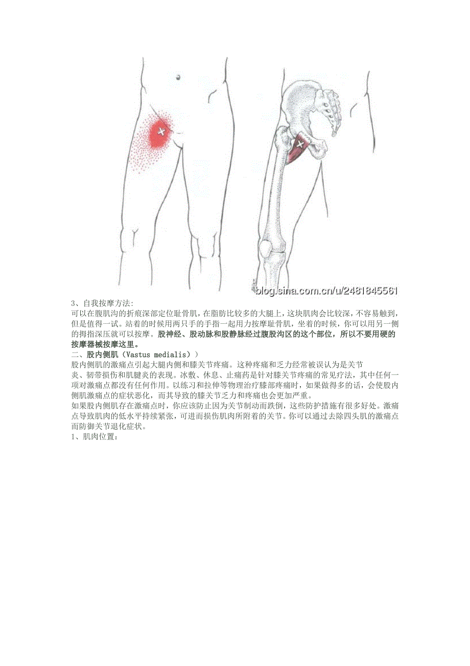 激痛点和肌肉疼痛自我按摩治疗(30)------大腿内侧痛_第3页