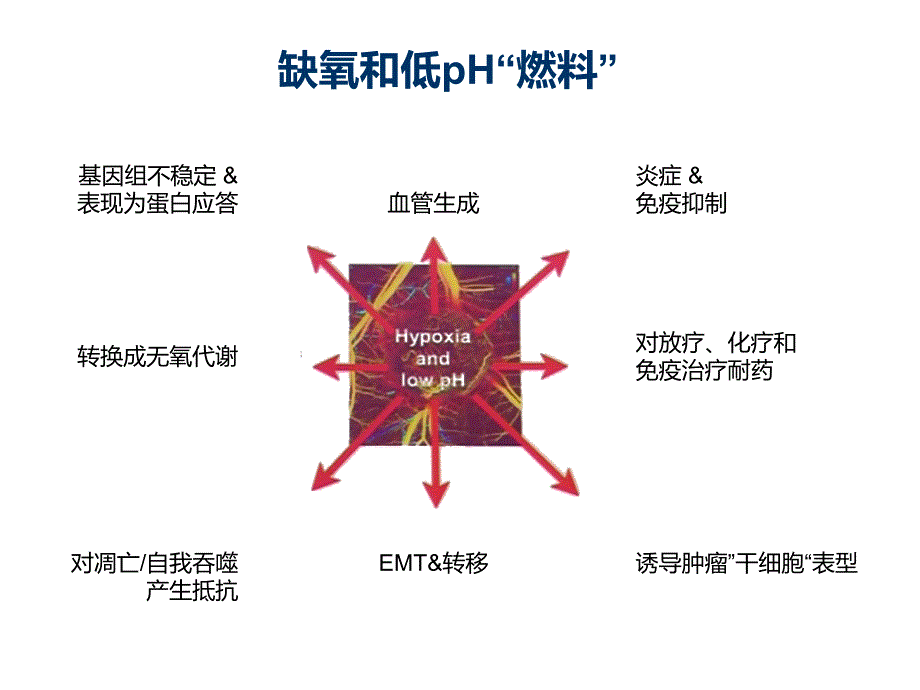 肿瘤微环境与抗血管生成(学习资料)_第3页