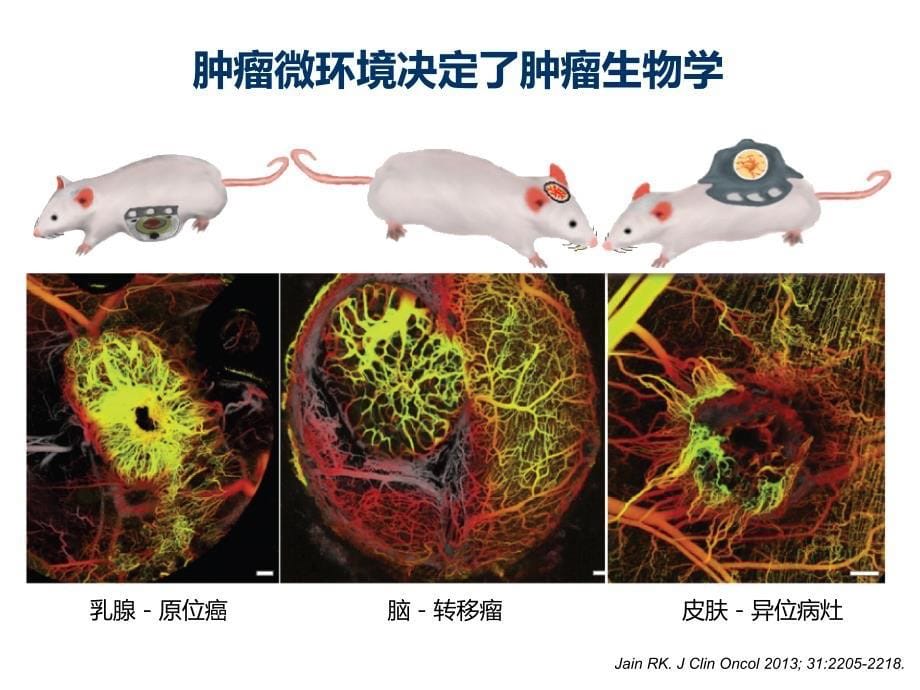 肿瘤微环境与抗血管生成(学习资料)_第5页