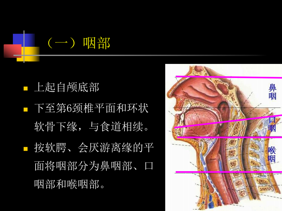 咽部局部解剖学课件_第2页