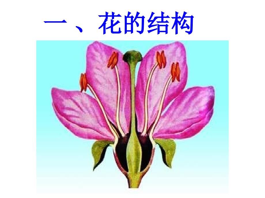 植物的开花和结果PPT_第4页