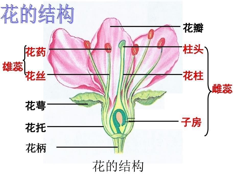 植物的开花和结果PPT_第5页