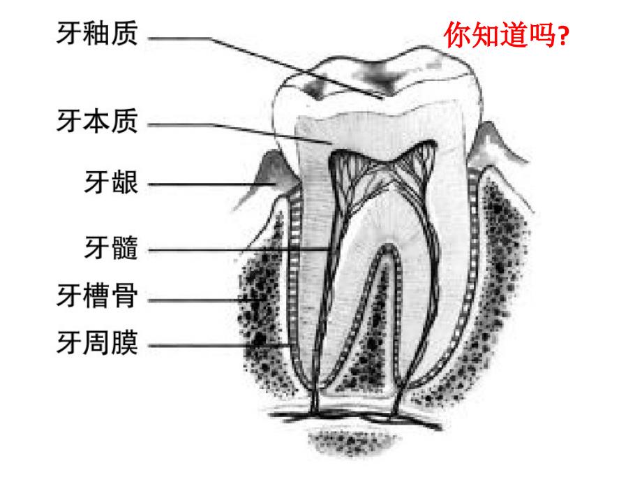 我们的牙齿--蛀牙是怎么形成的_第2页