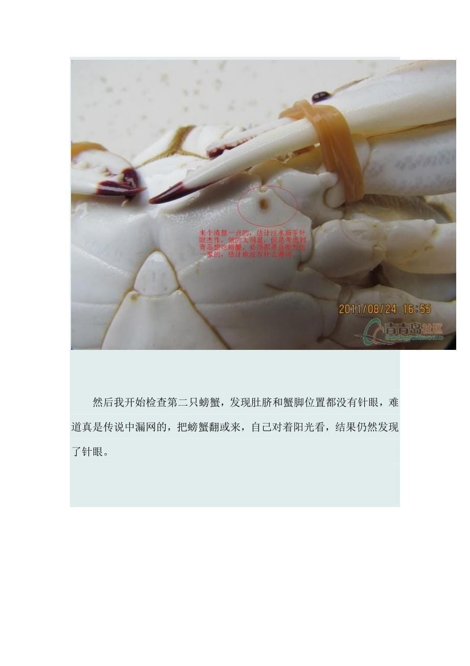 青岛有多少针眼蟹被注射兴奋剂 你知道吗？_第5页