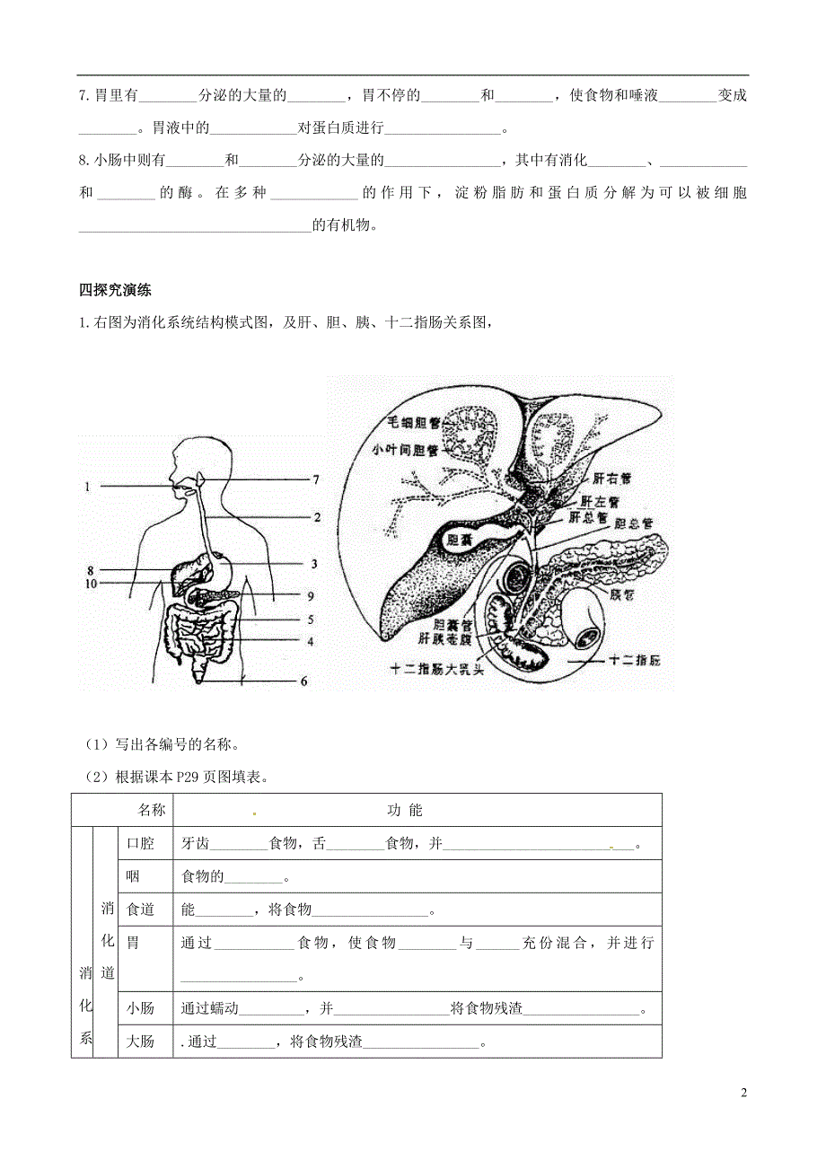 七年级生物下册 第二章 第二节 消化和吸收(第1课时)学案(无答案)_第2页