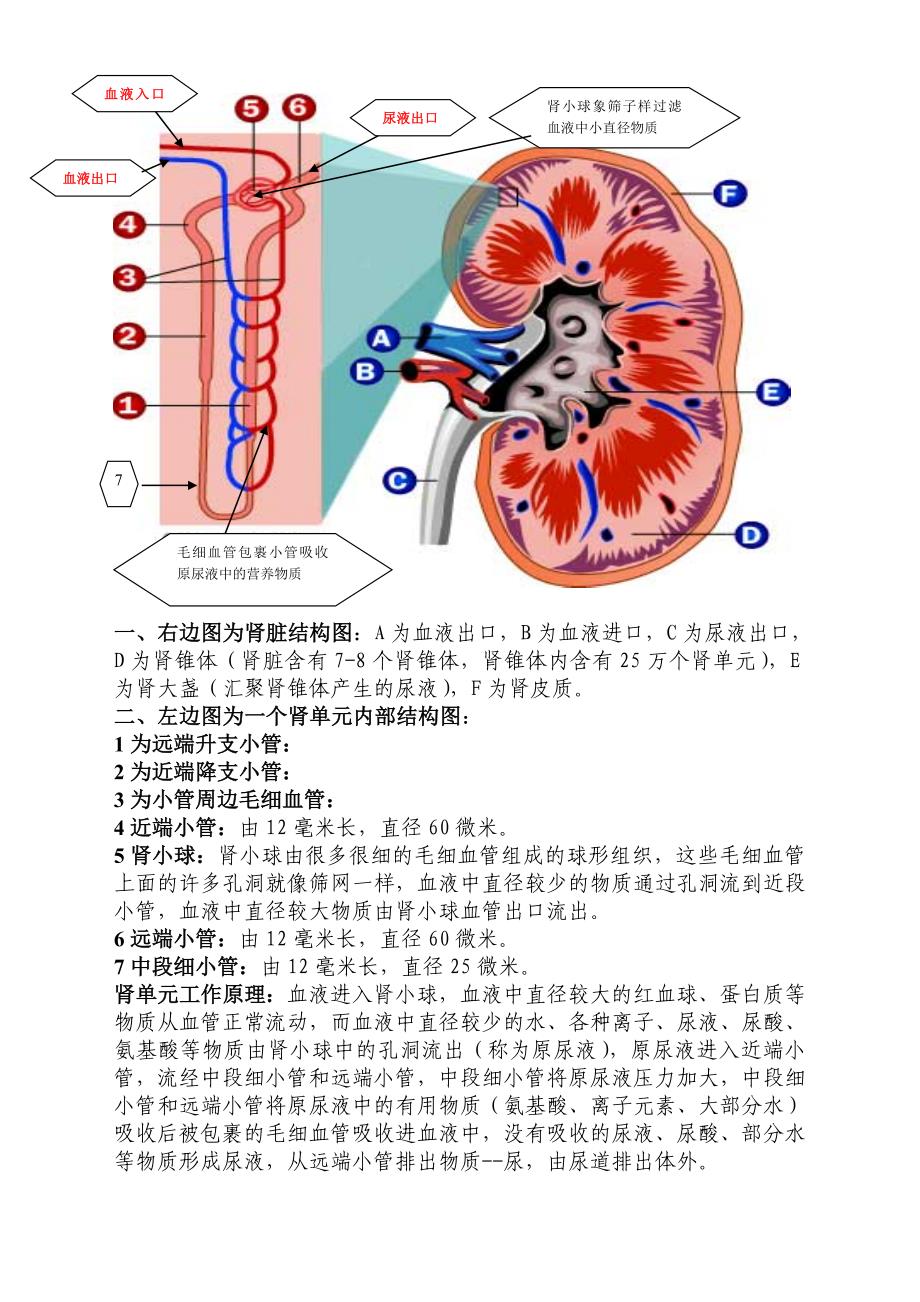 肾脏结构及工作原理图_第1页