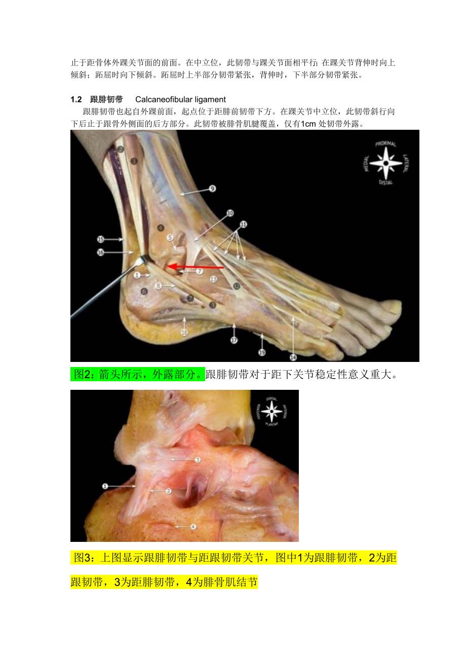 踝关节韧带解剖_第2页