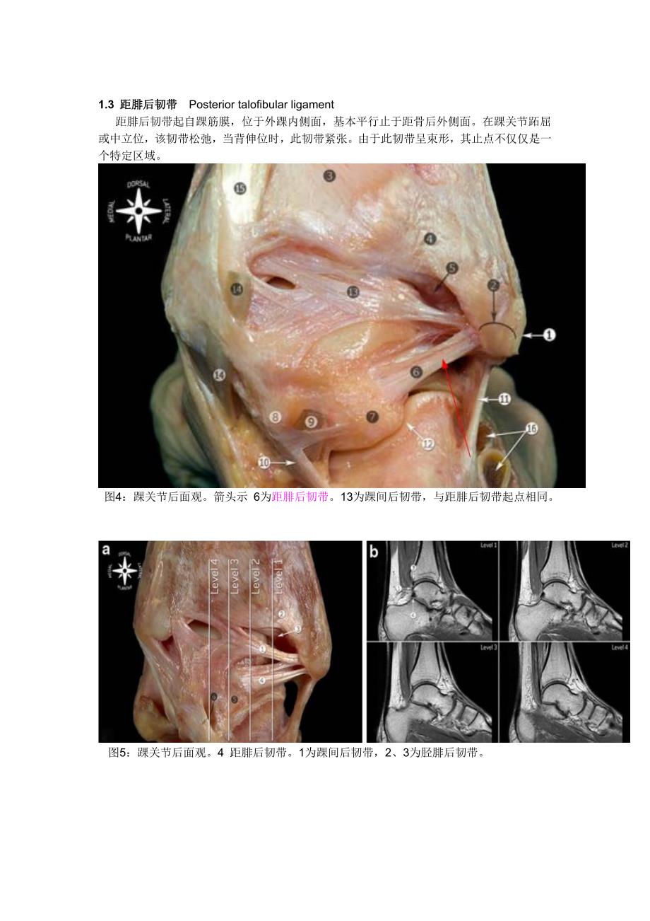 踝关节韧带解剖_第3页