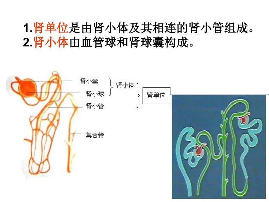 尿的生成与排出_第5页