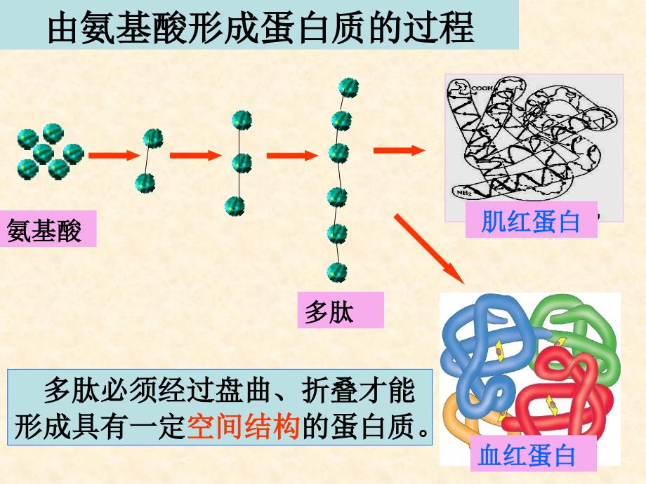 生命活动的主要承担者13479_第3页