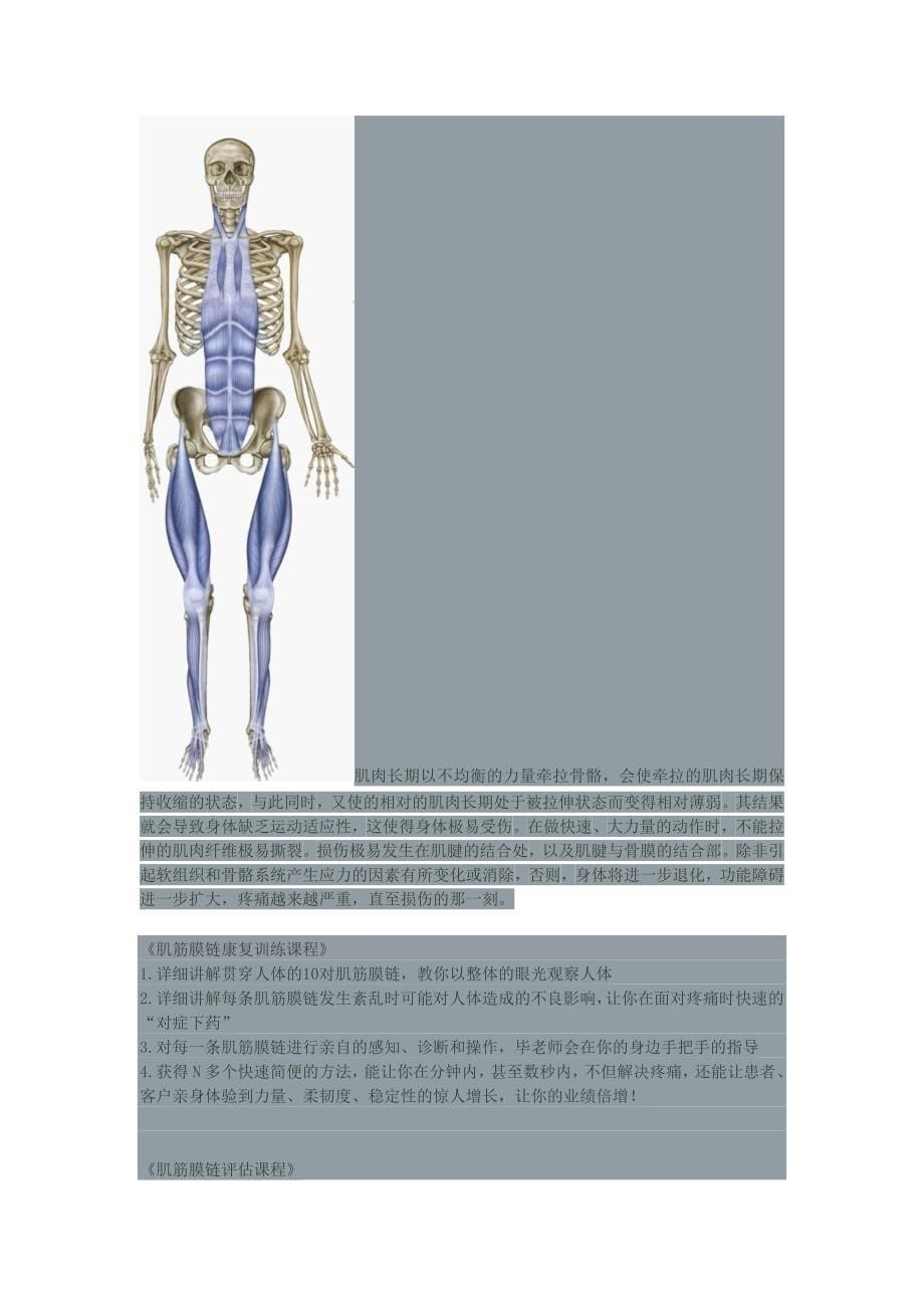 肌筋膜理论知识_第5页