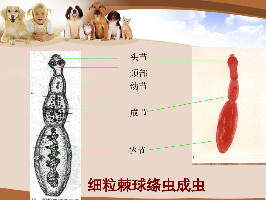 宠物疾病诊治教学课件_第4页