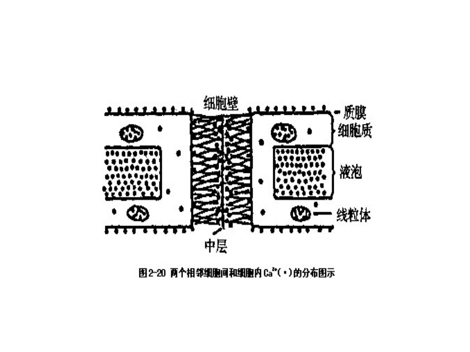 园艺112第三组柑橘的生产技术_第3页