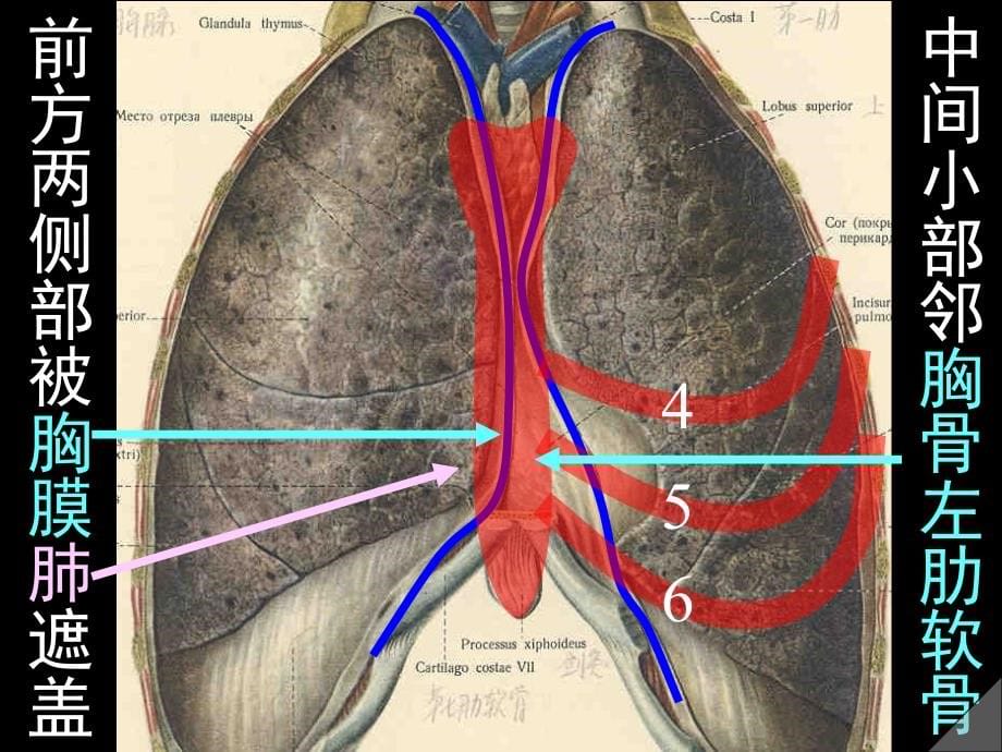 循环系统课件_第5页