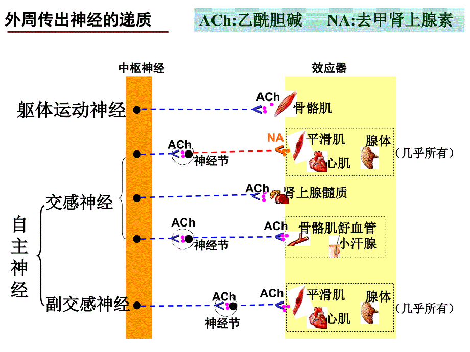 外周神经系统药理_第2页