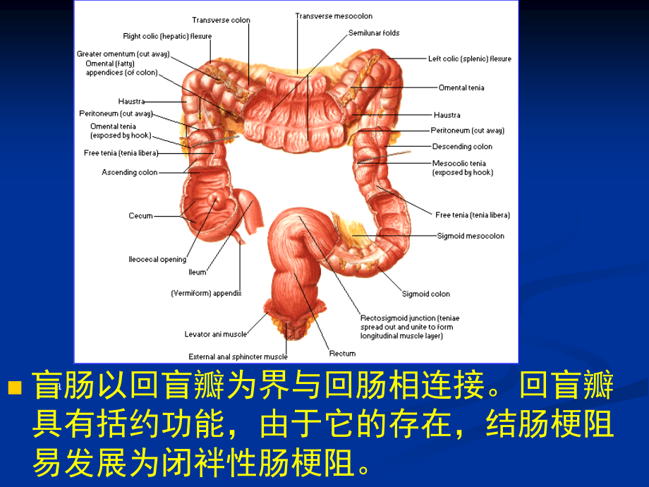 结、直肠与肛管疾病外科学课件_第3页