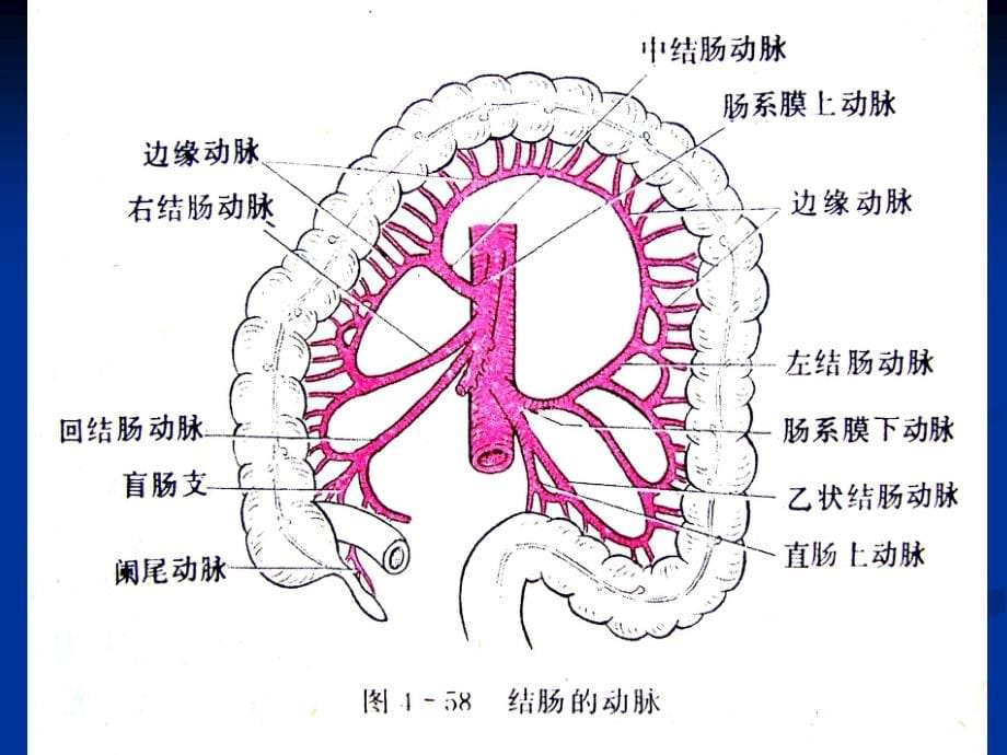 结、直肠与肛管疾病外科学课件_第5页
