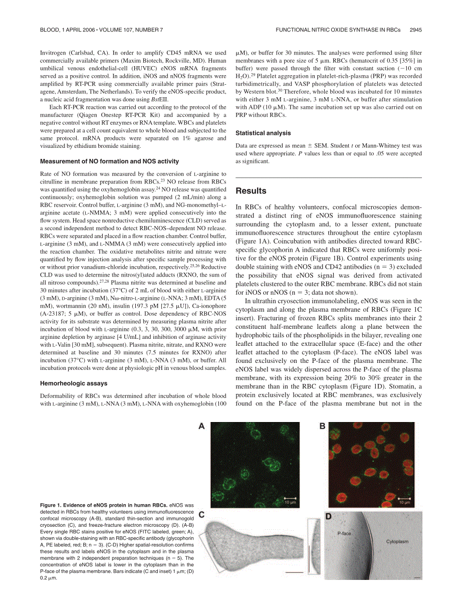 红细胞中有蛋白质合成_第3页