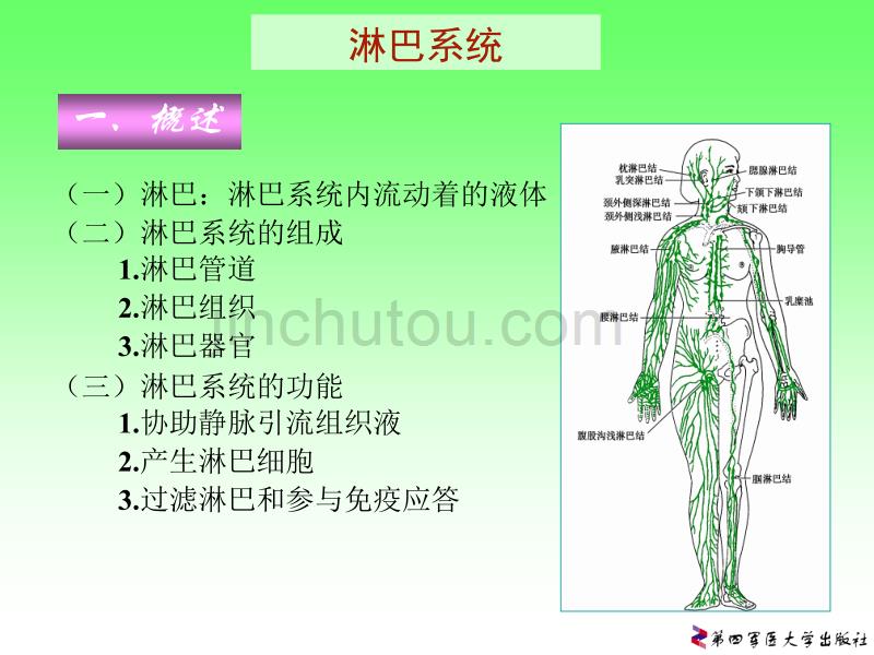 脉管系统、淋巴系统课件_第2页