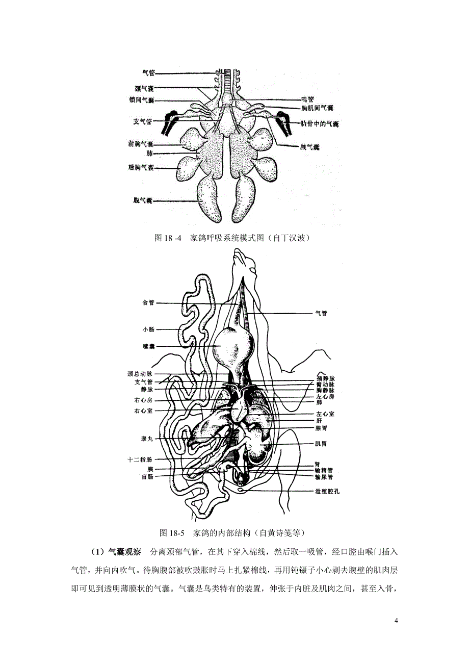 实验18 家鸽的外形与解剖_第4页