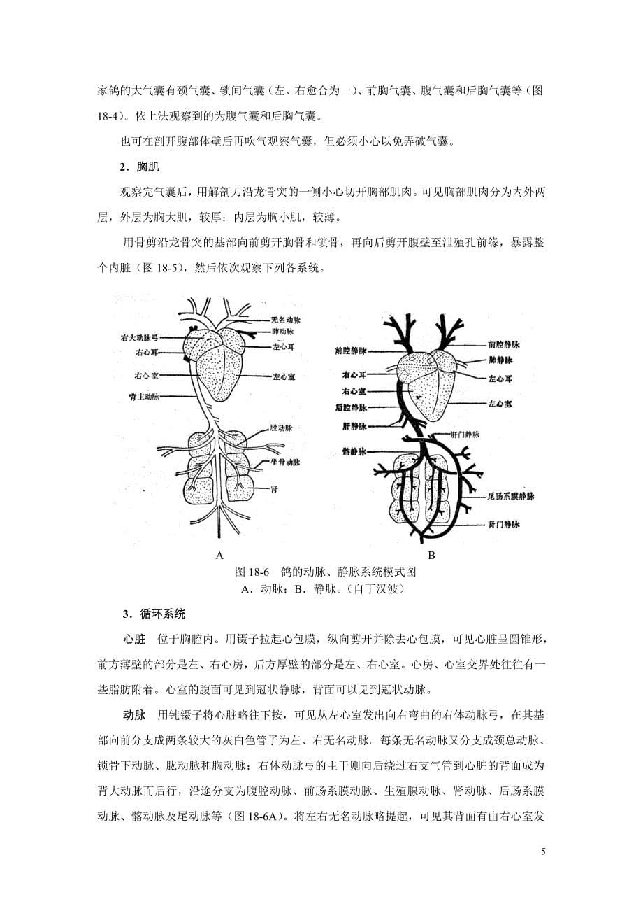 实验18 家鸽的外形与解剖_第5页