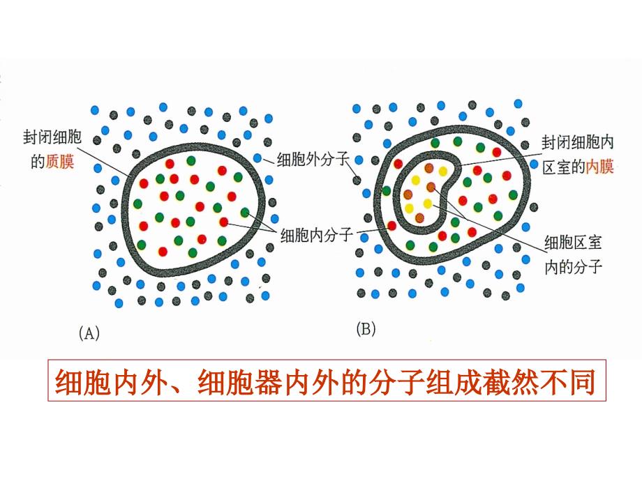 细胞膜与物质转运课件_第1页