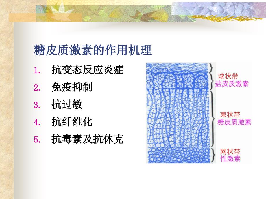 糖皮质激素在呼吸系统疾病的应用_第3页