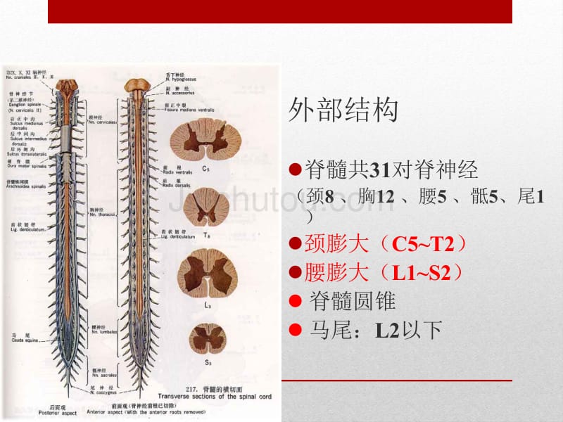 脊髓疾病医学课件_第3页