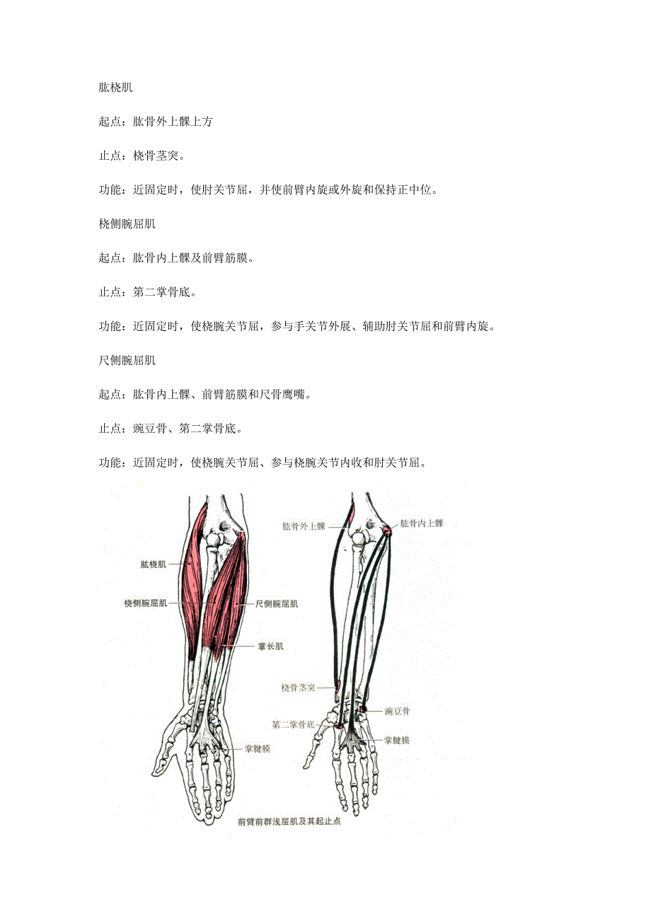 肱桡肌、桡侧腕屈肌和尺侧腕屈肌的解剖_第1页