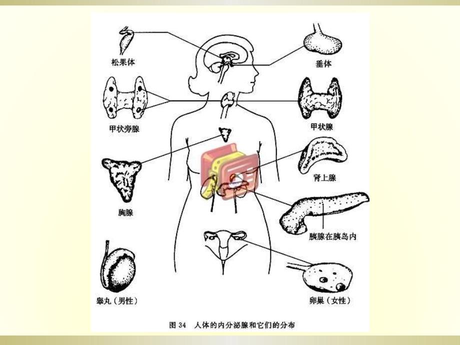 儿童常见疾病治疗内分泌系统_第4页