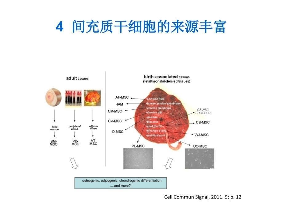 脊髓损伤的间充质干细胞治疗进展_第5页