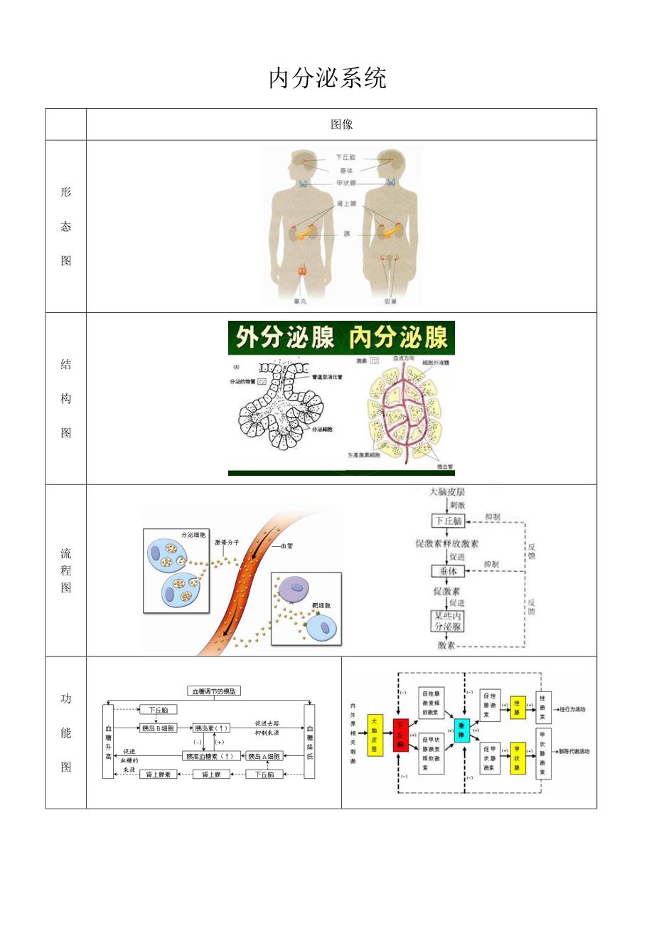 学生必画的生物图——07内分泌系统_第1页