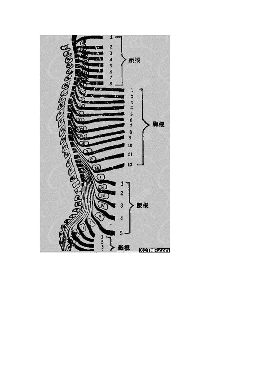 腰椎间盘突出的诊断综述_第5页