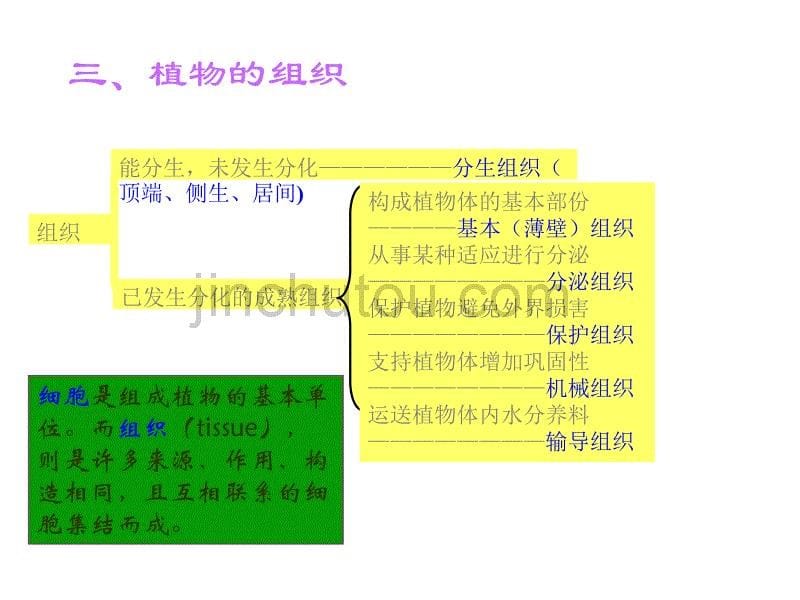 植物与植物生理总复习_第5页