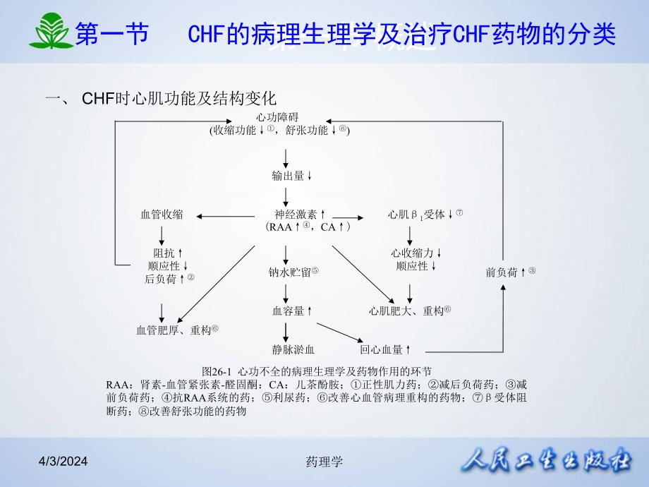 北京大学药理学课件第二十六章  治疗心力衰竭的药物_第4页